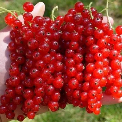 Смородина красная РЕД ПУЛ в Калуге