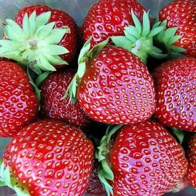 Клубника МАЛЬВИНА  Клубника МАЛЬВИНА в Калуге