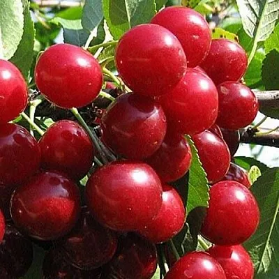 Вишня ГЛУБОКСКАЯ  Вишня ГЛУБОКСКАЯ в Калуге