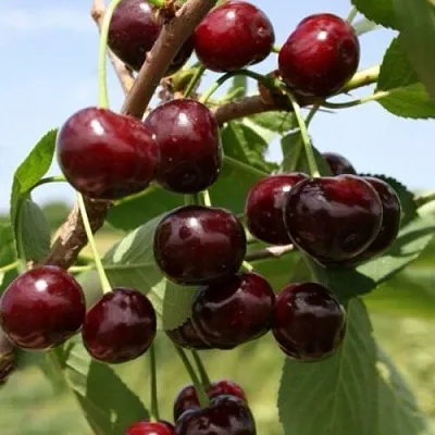 Вишня ГРИОТ БЕЛОРУССКИЙ  Вишня ГРИОТ БЕЛОРУССКИЙ в Калуге