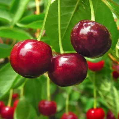 Вишня УЙФЕХЕРТОЙ ФЮРТОШ  Вишня УЙФЕХЕРТОЙ ФЮРТОШ в Калуге