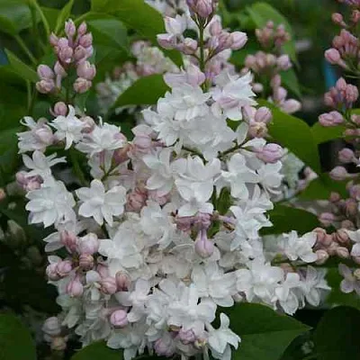 Сирень КРАСАВИЦА МОСКВЫ  Сирень КРАСАВИЦА МОСКВЫ в Калуге