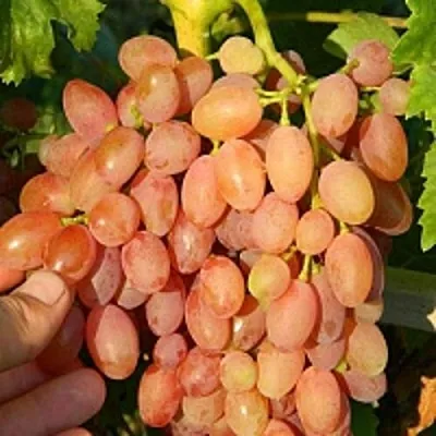 Виноград КИШМИШ ЛУЧИСТЫЙ в Калуге