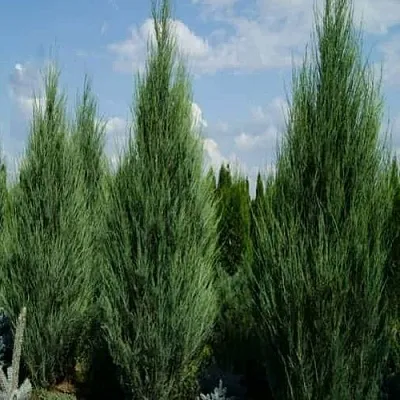 Можжевельник СКАЙРОКЕТ скальный в Калуге