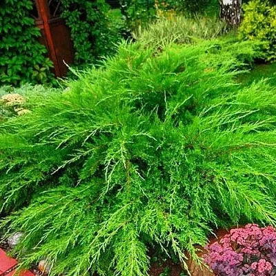 Можжевельник средний Mint Julep (МИНТ ДЖУЛЕП) в Калуге