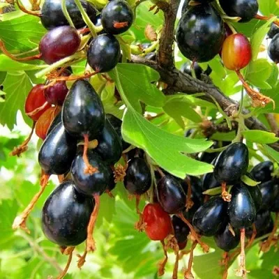 Смородина золотистая БОКАЛИНСКАЯ  Смородина золотистая БОКАЛИНСКАЯ в Калуге