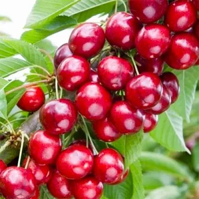 Вишня МАЛЮТКА колонновидная  Вишня МАЛЮТКА колонновидная в Калуге