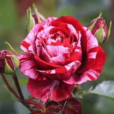 Саженцы роз ДИП ИМПРЕШН флорибунда  Саженцы роз ДИП ИМПРЕШН флорибунда в Калуге