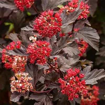 Пузыреплодник РЕД БАРОН  Пузыреплодник РЕД БАРОН в Калуге