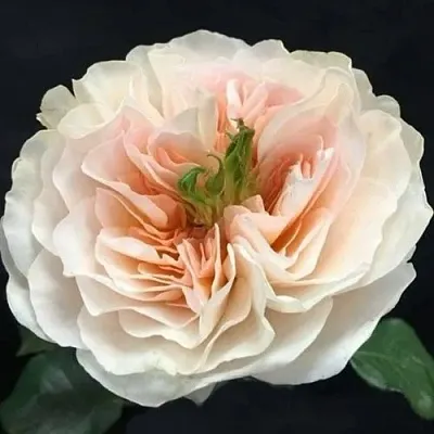 Саженцы роз ЧАРИТИ английская  Саженцы роз ЧАРИТИ английская в Калуге