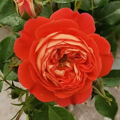 Саженцы роз СТАРЛЕТ РОУЗ КАРМЕН плетистая  Саженцы роз СТАРЛЕТ РОУЗ КАРМЕН плетистая в Калуге