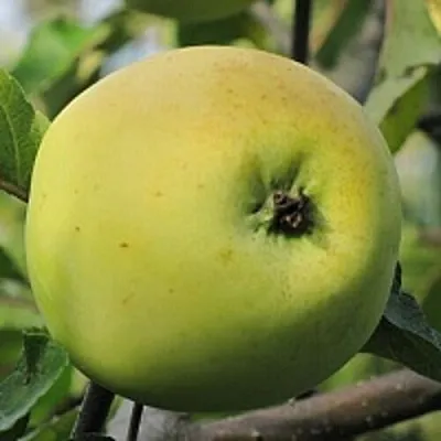 Яблоня РОССИЯНКА  Яблоня РОССИЯНКА в Калуге