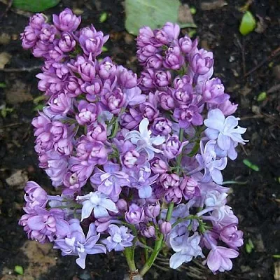 Сирень НАДЕЖДА  Сирень НАДЕЖДА в Калуге