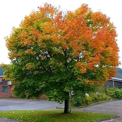 Клен остролистный  Клен остролистный в Калуге