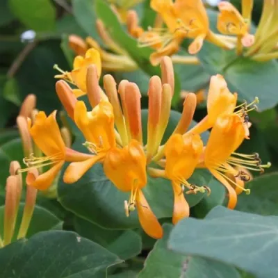 Жимолость ТЕЛЬМАНА в Калуге