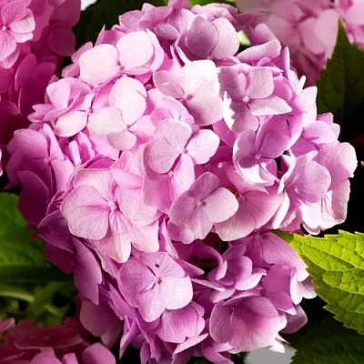 Гортензия БУКЕТ РОУЗ крупнолистная  Гортензия БУКЕТ РОУЗ крупнолистная в Калуге