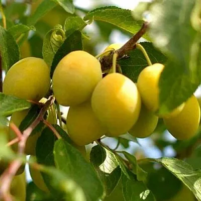 Слива ОЧАКОВСКАЯ ЖЕЛТАЯ  Слива ОЧАКОВСКАЯ ЖЕЛТАЯ в Калуге