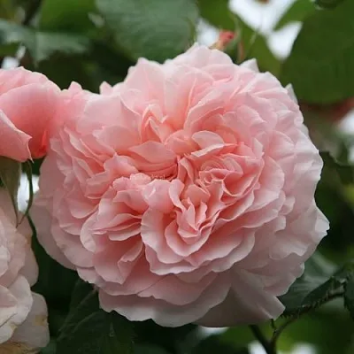 Саженцы роз РОЗ ДЕ ТОЛБИАК плетистая  Саженцы роз РОЗ ДЕ ТОЛБИАК плетистая в Калуге