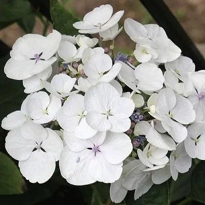 Гортензия ЛИБЕЛЛЕ крупнолистная  Гортензия ЛИБЕЛЛЕ крупнолистная в Калуге