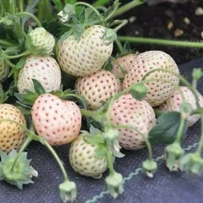 Клубника АНАНАСА ремонтантная — описание сорта Клубника АНАНАСА ремонтантная в Калуге