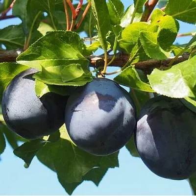 Слива ВОЛАТ  Слива ВОЛАТ в Калуге