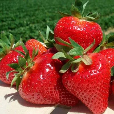 Клубника ДЖОЛИ  Клубника ДЖОЛИ в Калуге