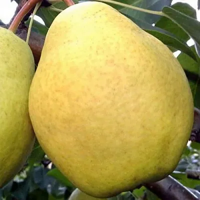 Груша ОСЕННИЙ ВЕЛИКАН в Калуге