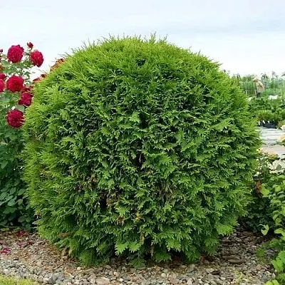 Туя ВУДВАРДИ западная  Туя ВУДВАРДИ западная в Калуге