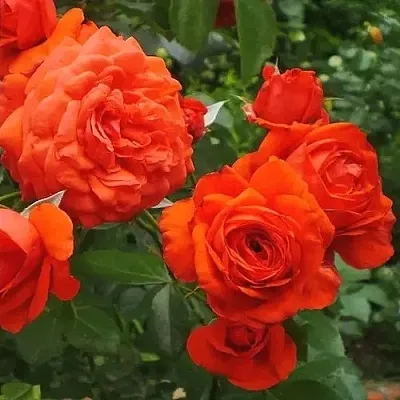 Саженцы роз МАЙНТАУЭР плетистая  Саженцы роз МАЙНТАУЭР плетистая в Калуге