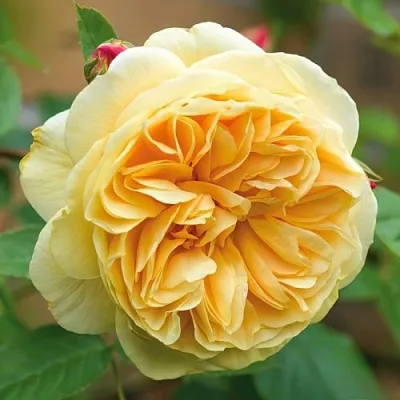 Саженцы роз ТИЗИНГ ДЖОРДЖИЯ английская  Саженцы роз ТИЗИНГ ДЖОРДЖИЯ английская в Калуге