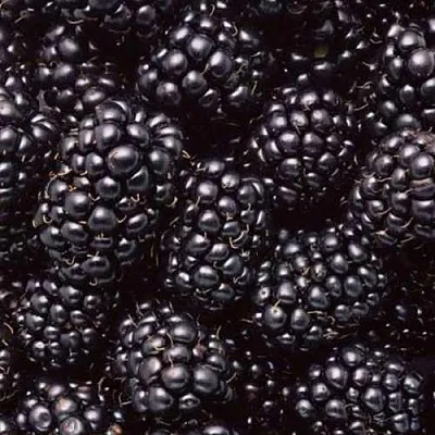 Ежевика ОРКАН бесшипная в Калуге