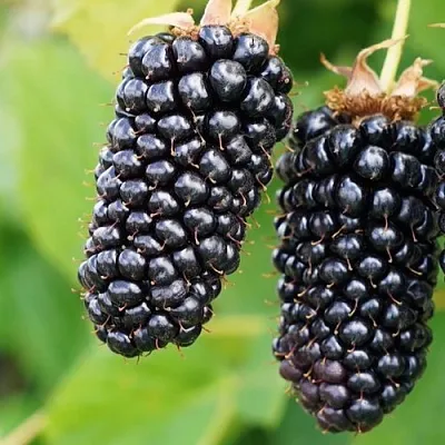 Ежевика КОЛАМБИЯ ГИГАНТ бесшипная  Ежевика КОЛАМБИЯ ГИГАНТ бесшипная в Калуге