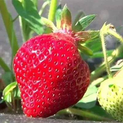 Клубника ХОНЕЙ  Клубника ХОНЕЙ в Калуге