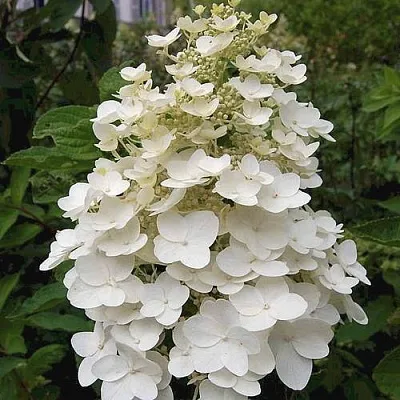 Гортензия КИУШУ метельчатая в Калуге