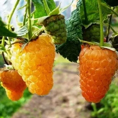 Малина ОРАНЖЕВОЕ ЧУДО  Малина ОРАНЖЕВОЕ ЧУДО в Калуге