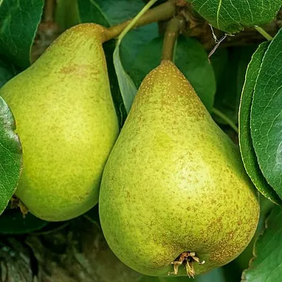 Груша Г-6 колонновидная  Груша Г-6 колонновидная в Калуге