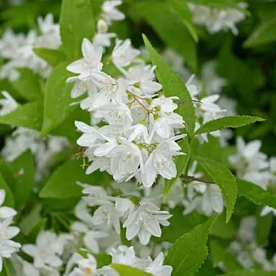 Дейция шершавая  Дейция шершавая в Калуге