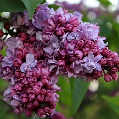 Сирень П.П.КОНЧАЛОВСКИЙ  Сирень П.П.КОНЧАЛОВСКИЙ в Калуге