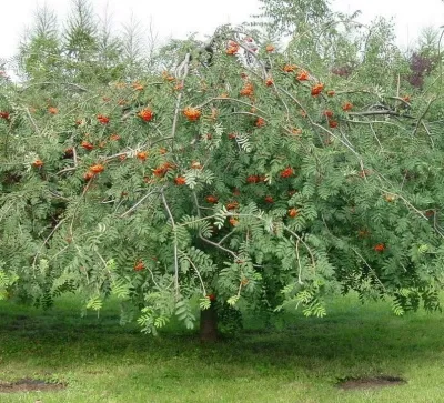 Рябина ПЛАКУЧАЯ сладкоплодная — описание сорта Рябина ПЛАКУЧАЯ сладкоплодная в Калуге