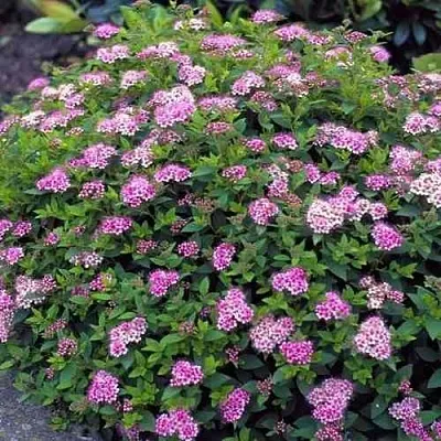 Спирея ЛИТЛ ПРИНЦЕСС японская  Спирея ЛИТЛ ПРИНЦЕСС японская в Калуге