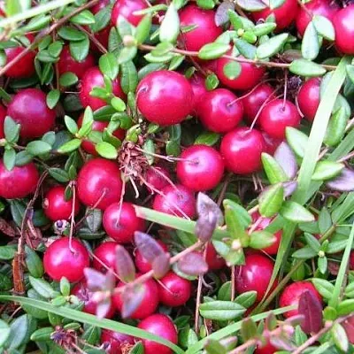 Клюква ПИЛИГРИМ в Калуге