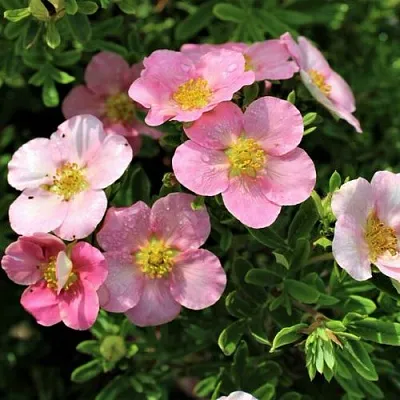 Лапчатка ЛАВЛИ ПИНК кустарниковая  Лапчатка ЛАВЛИ ПИНК кустарниковая в Калуге