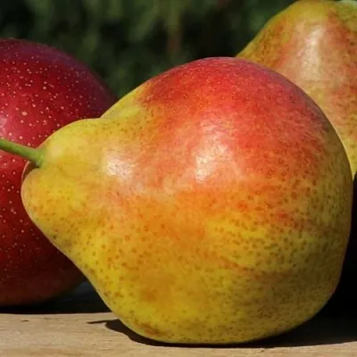 Груша ТАТЬЯНА в Калуге