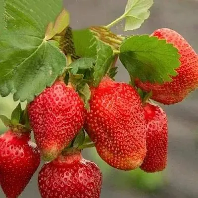 Клубника АЗИЯ  Клубника АЗИЯ в Калуге