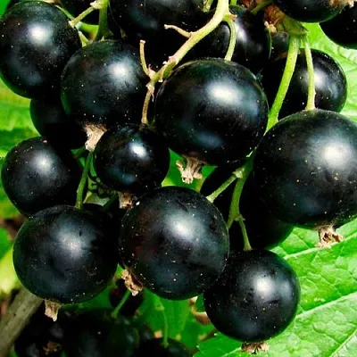 Чёрная  Чёрная в Калуге