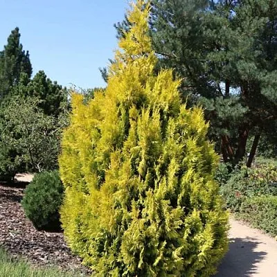 Туя СТОУНХАМ ГОЛД складчатая в Калуге