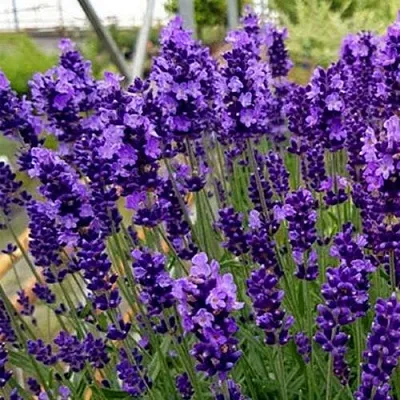 Лаванда ХИДКОТ БЛЮ узколистная  Лаванда ХИДКОТ БЛЮ узколистная в Калуге