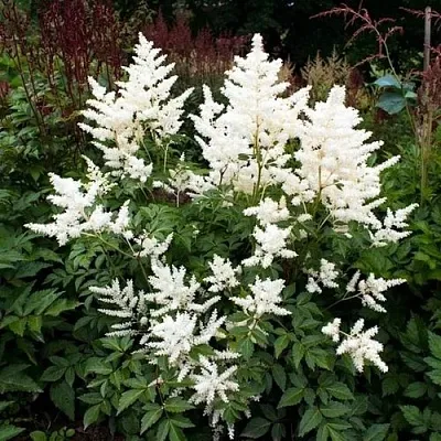 Астильба ДОЙЧЛАНД японская в Калуге