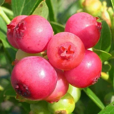 Голубика ПИНК ЛИМОНАД  Голубика ПИНК ЛИМОНАД в Калуге