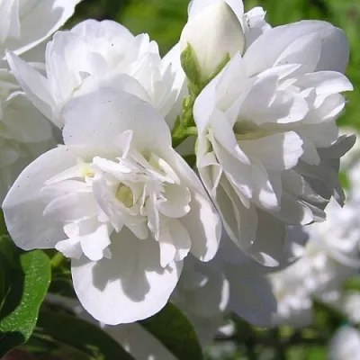 Жасмин ЖИРАНДОЛЬ  Жасмин ЖИРАНДОЛЬ в Калуге